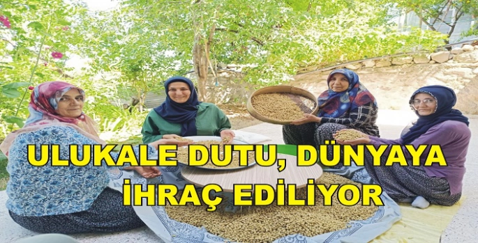 Ulukale dutu, dünyaya ihraç ediliyor