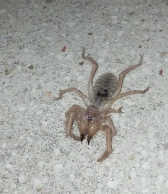 Elazığ'da zehirli sarıkız örümceği görüntülendi