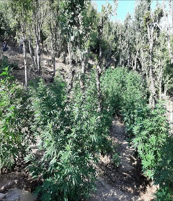 Bingöl'de 815 kök Hint keneviri ve 3 kilo 762 gram esrar ele geçirildi