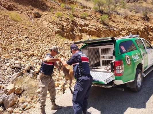 Erzincan'da bakımları tamamlanan dağ keçisi doğal ortamına bırakıldı