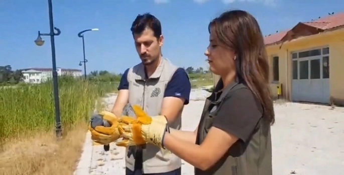 Van'da tedavisi tamamlanan kuşlar doğaya salındı