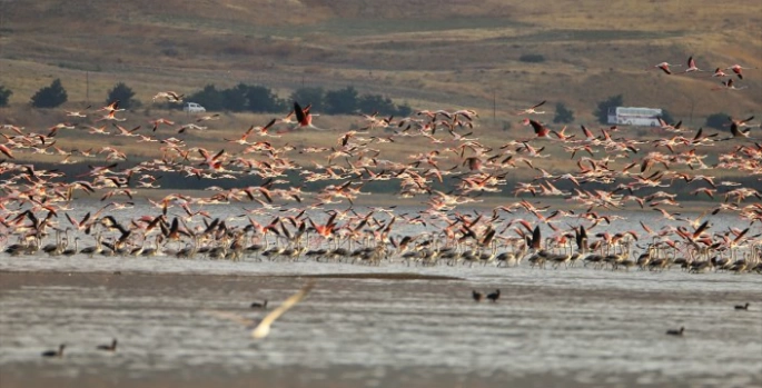 Van Gölü Havzası yazlıkçı flamingoları ağırlıyor