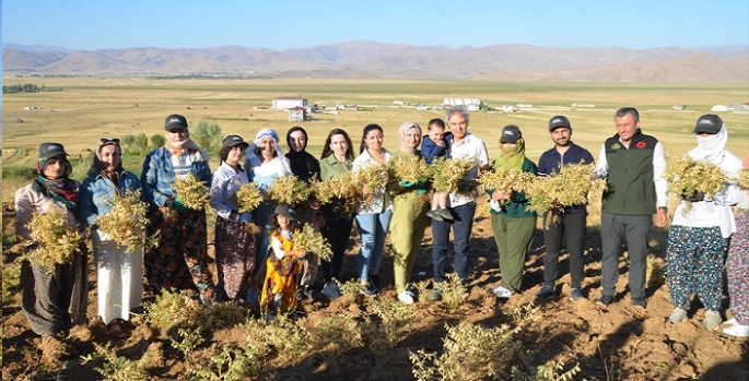 Yüksekovalı kadın girişimciler ektikleri nohudun hasadına başladı