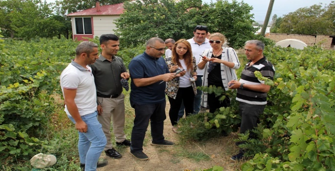 Başkan Süer: ’Erciş üzümü kalitesini koruyor’