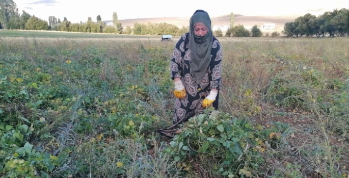 Tescilli Hınıs fasulyesinin hasadına başlandı
