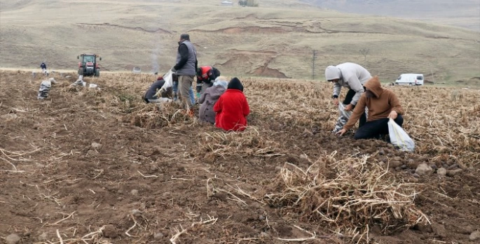 Köyüne dönen emekli memur yetiştirdiği mor patatesle Ağrı tarımına çeşitlilik getirdi