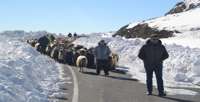 Muş'ta 2 bin koyun mahsur kaldı