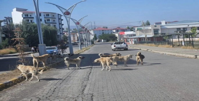 Bulanık ’ta sokaklarda köpek kalmayacak