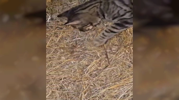 Elazığ'da sarıkız örümceği ile kedinin mücadelesi kamerada
