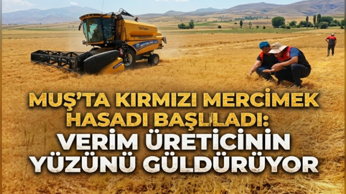 Muş'ta Kırmızı Mercimek Hasadı Başladı: Verim Üreticinin Yüzünü Güldürüyor