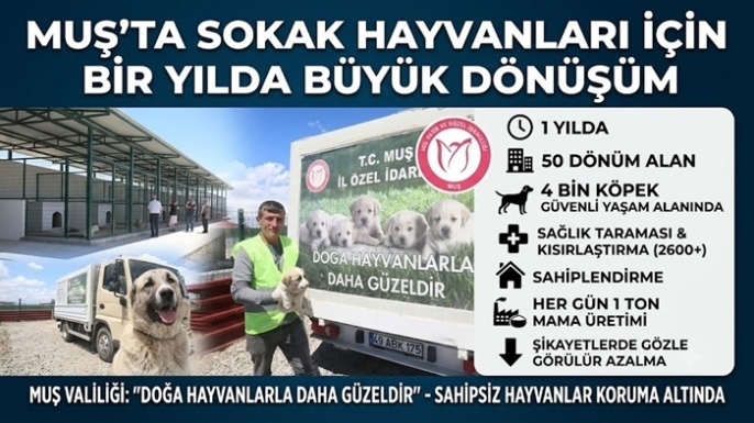 Muş'ta Sokak Hayvanları İçin Bir Yılda Büyük Dönüşüm: 4 Bin Köpek Güvenli Yaşam Alanına Alındı