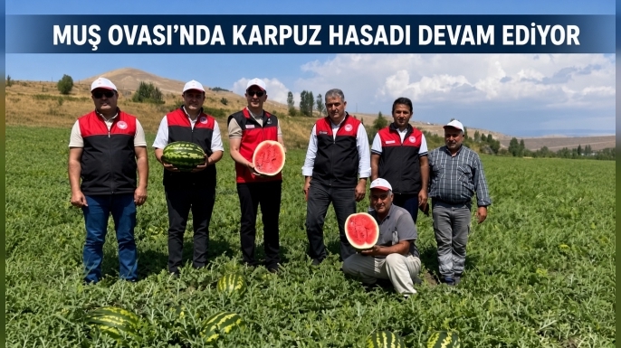 Muş Ovası’nda Karpuz Hasadı Devam Ediyor