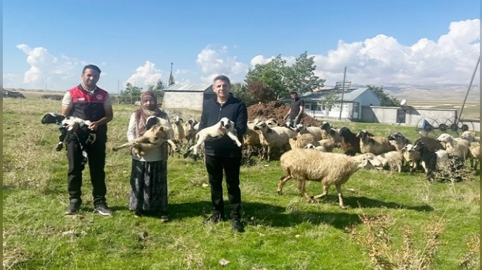 Muş’ta Kadın Üreticilere Verilen Küçükbaş Hayvanlar Yavruladı, Sürüler Büyüyor