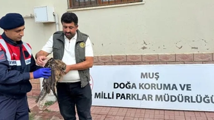 Yol Kenarında Yaralı Bulunan Kızıl Şahin Koruma Altına Alındı