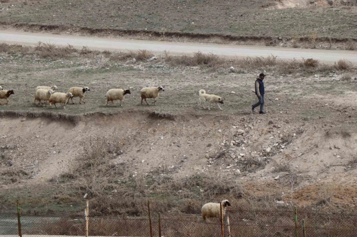 Baharın gelişiyle koyunlar yeniden yola koyuldu
