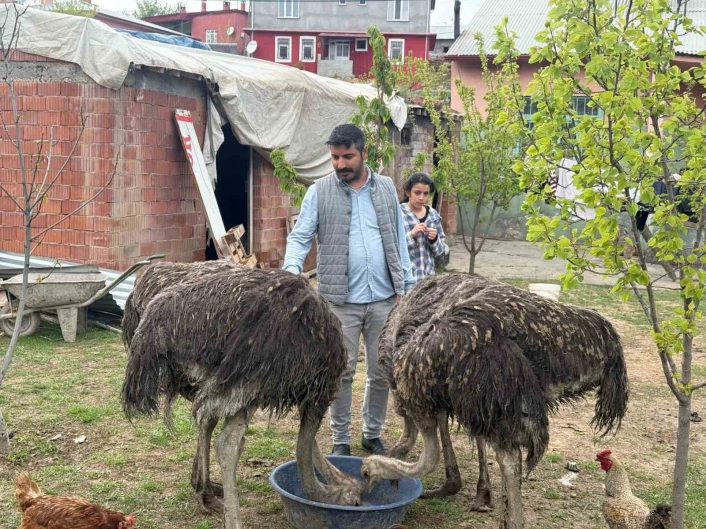 Deve kuşları Tuzluca'nın yeni maskotları oldu