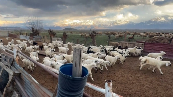 Erzincan'da kuzular anneleriyle buluştu