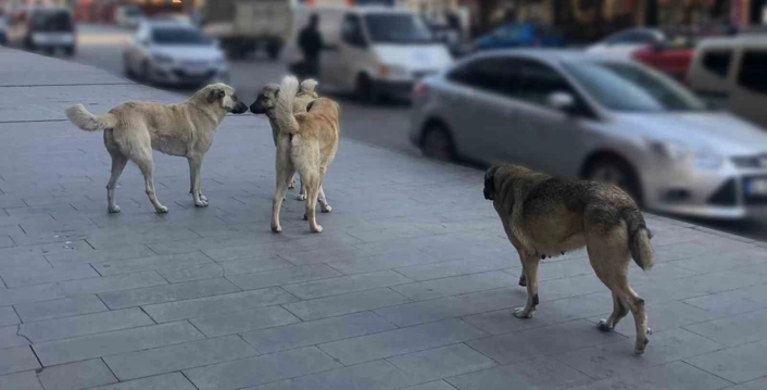 Vatandaşlar, başıboş köpeklerden muzdarip