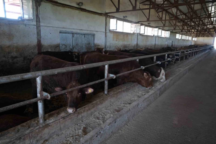Muş'tan 30 bin hayvan sevk edildi, 3 milyar TLlik gelir bekleniyor