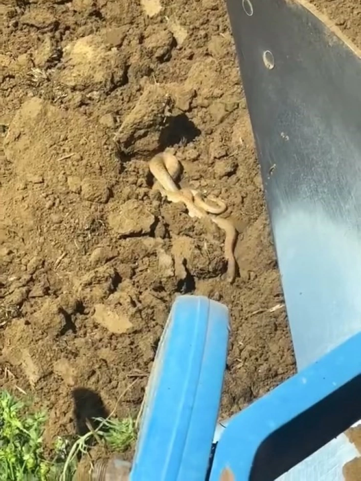 Elazığ'da hava ısındı, yılanlar ortaya çıktı