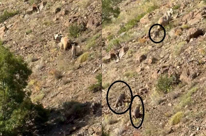 Erzincan'da anne ayı ve 3 yavrusu görüntülendi