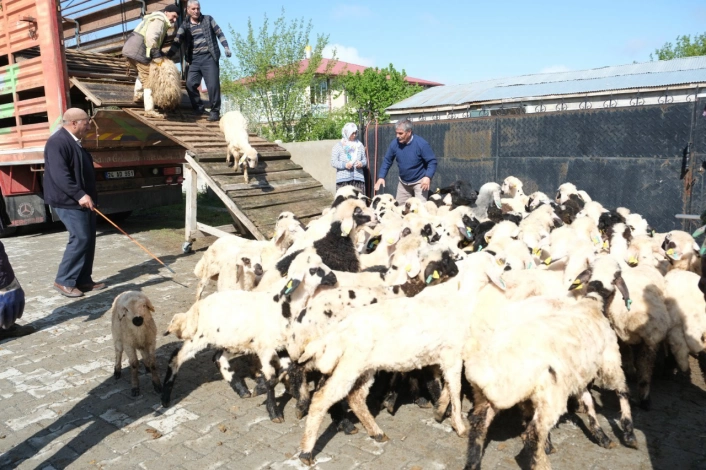 Yayla göçü başladı: Şavaklı üreticiler emek yolculuğunda