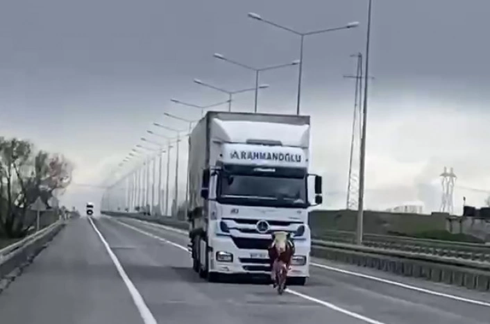 Erzurum'da tosun karayoluna çıktı