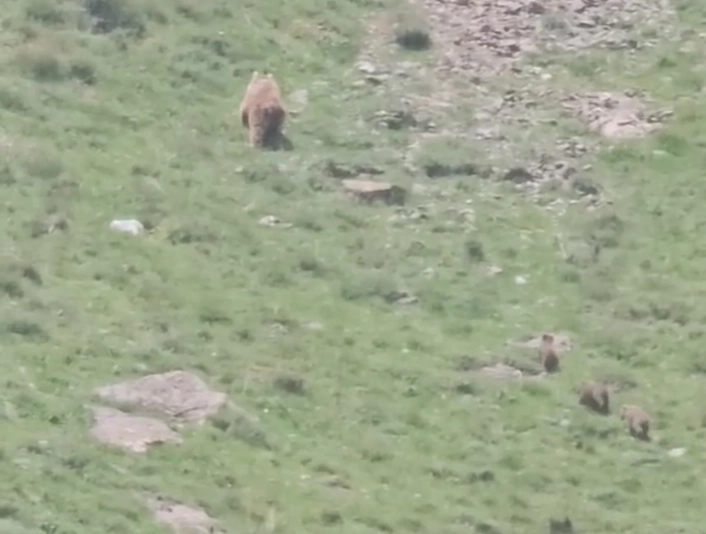 Hakkari'de anne ayı yavrularıyla görüntülendi
