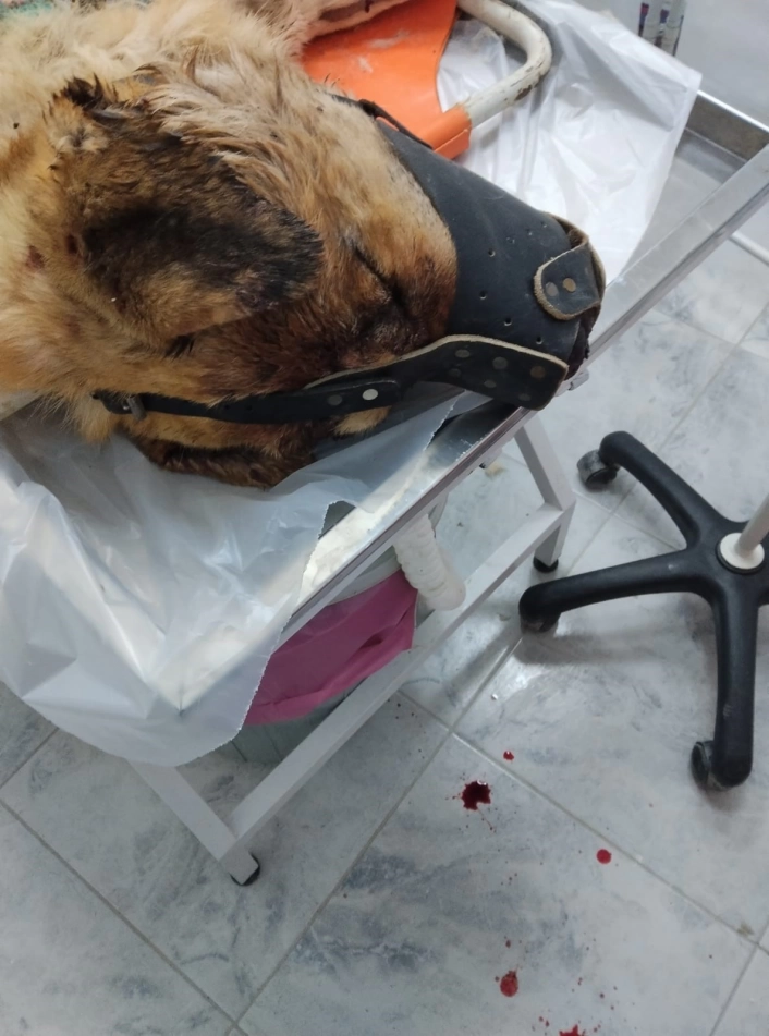 Isırdığını iddia ettiği köpeği silahla vurdu, sahipleri şikayetçi oldu