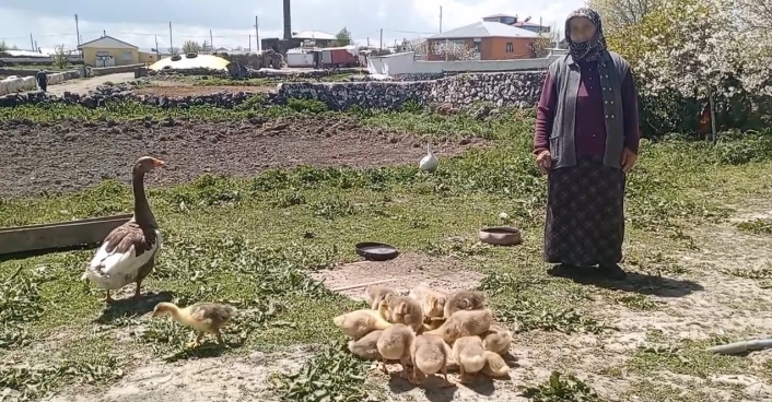 Kars'ta kaz, gram altınla yarışıyor