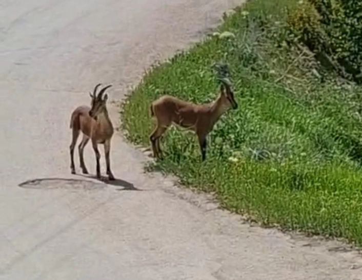 Malatya'da, yaban keçileri kayısı bahçesine indi