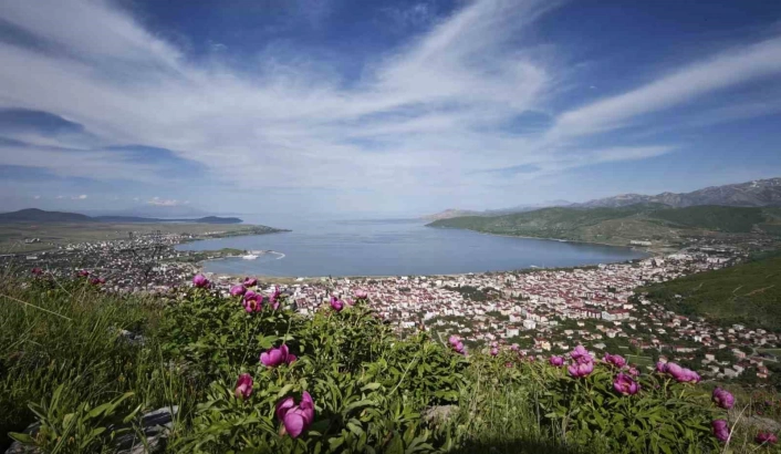 Tatvan'da şakayık çiçekleri görsel şölen sunuyor