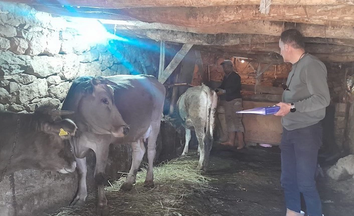 Yüksekova'da hayvanları kimliklendirme ve aşılama çalışması