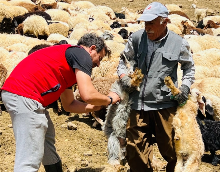 Yüksekova'da şap hastalığına karşı aşılama seferberliği