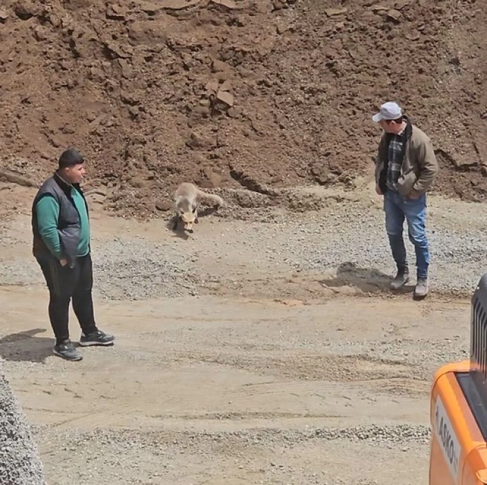 Ahlat'ta tilki, pomza ocağının müdavimi oldu: Her gün işçilerin sofrasına konuk oluyor