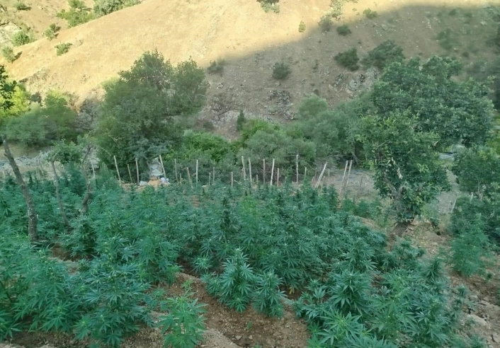 Bingöl'de 15 bin kök kenevir ele geçirildi