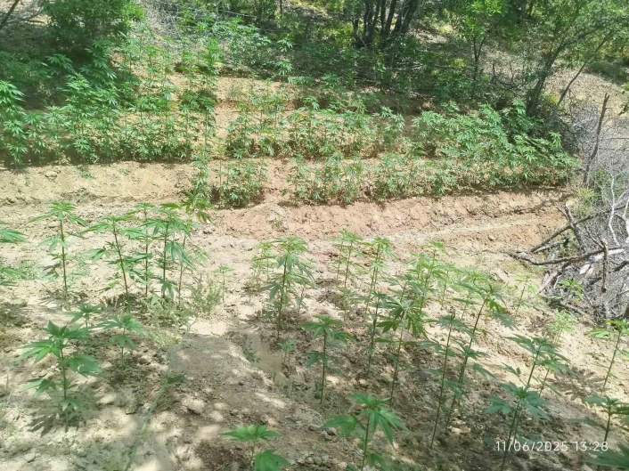 Bingöl'de 3 bin 483 kök kenevir ele geçirildi