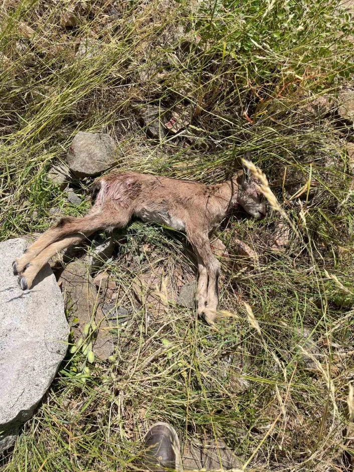 Çoruh Vadisinde yaban keçileri tehlike altında