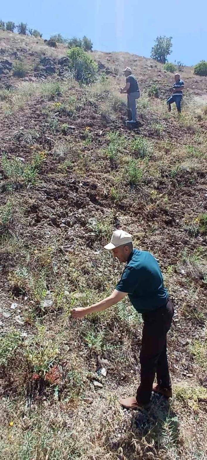 Elazığ'da ada çayı izleme çalışması yapıldı