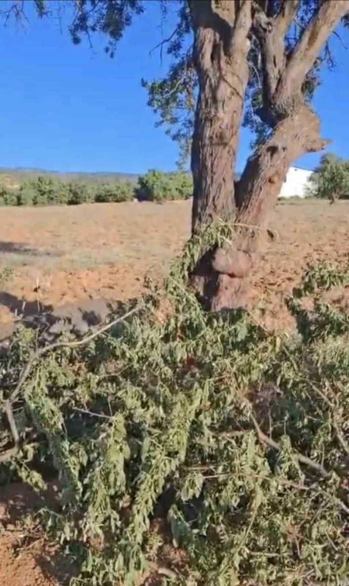 Ağaç fırtınaya dayanamadı, ikiye bölündü
