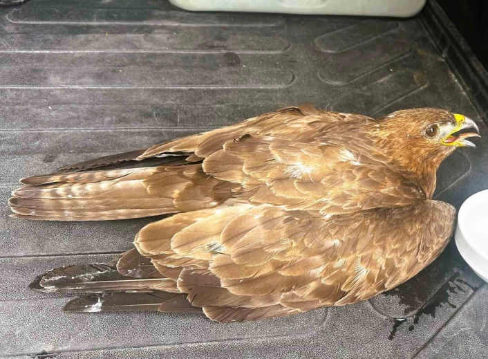Güvenlik görevlisinden yaralı kartala şefkat eli