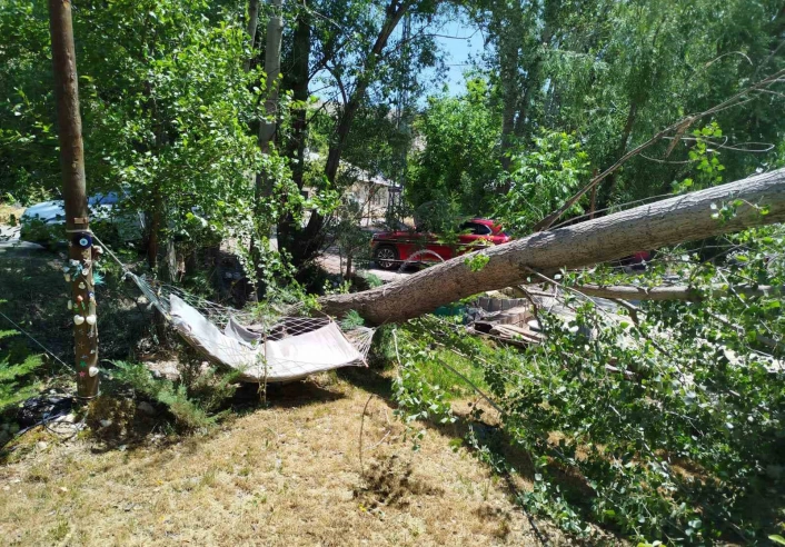 Malatya'da şiddetli fırtına ağaçları devirdi