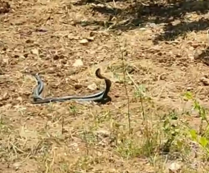 Malatya'da yılanların çiftleşme dansı kamerada