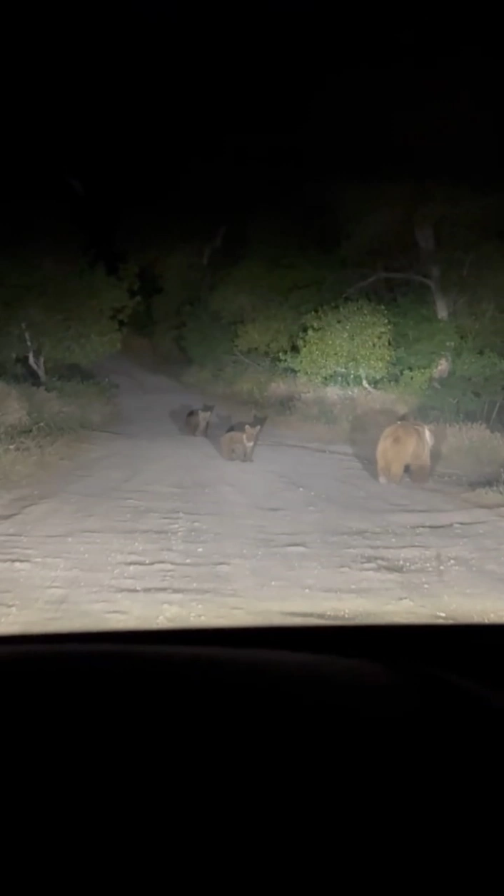 Tunceli'de anne ayı ve 2 yavrusu yiyecek ararken görüldü