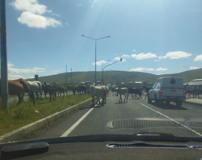 Başıboş atlar trafikte tehlike saçıyor