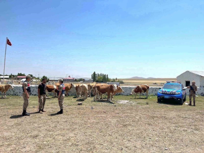 Kars'ta kaybolan büyükbaş hayvanlar bulundu
