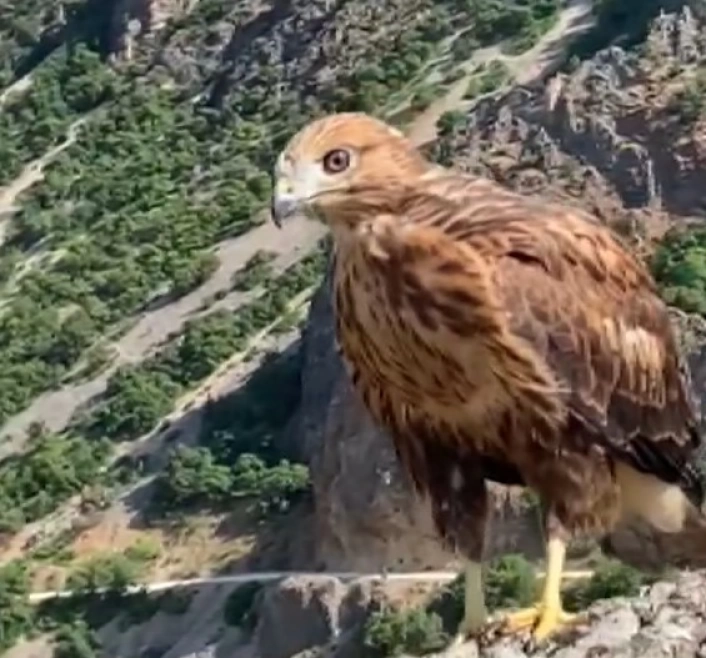 Tunceli'de tedavi edilen 2 kızıl şahin ve bir kaya kartalı doğaya salındı