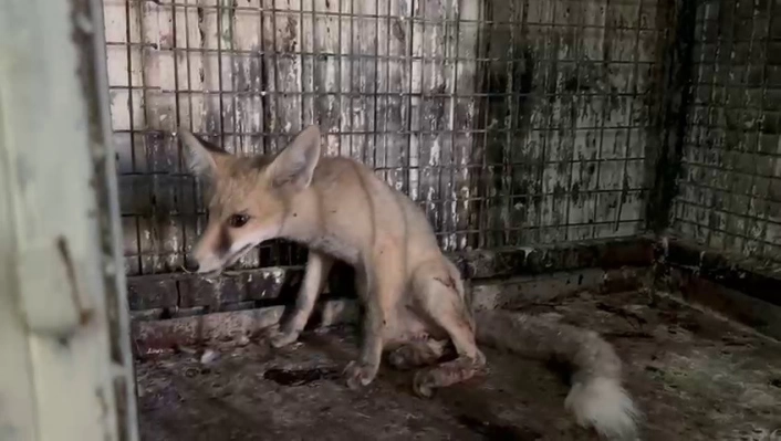 Yol ortasında yaralı olarak bulunan tilki tedavi altına alındı