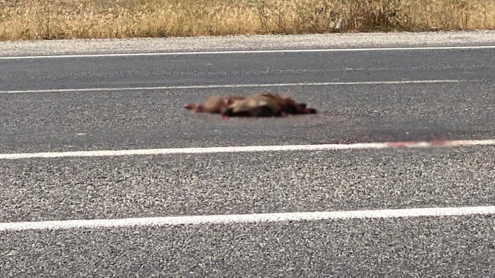 Van'da otomobil domuza çarptı