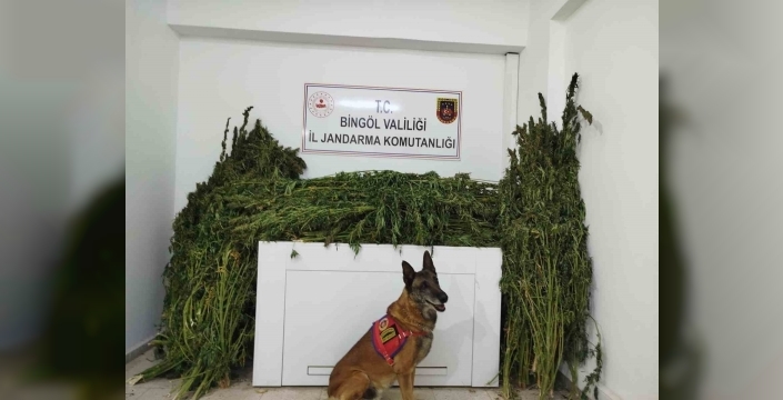 Bingöl’de 91 kilo esrar ele geçirildi